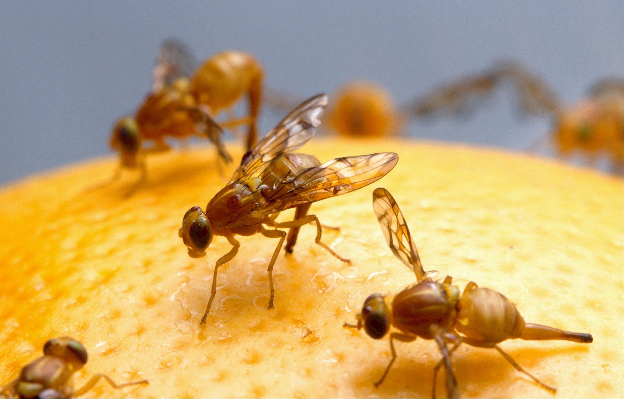 Fruit Fly Don’t Bother Me! How to Prevent Summer Fruit Flies